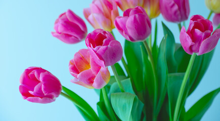 Obraz premium Mix of tulips flowers background