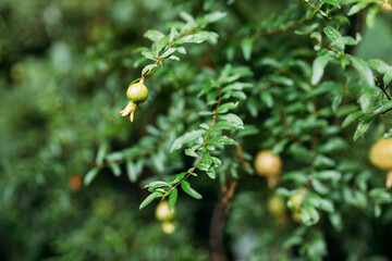 Green pomegranate fruit and leaves in natural environment. Branch with unripe pomegranate