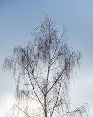 Fototapeta na wymiar Bare autumn birch tree against the background of sky