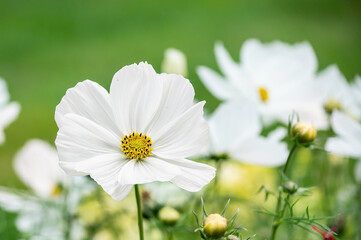 White Cosmos flowers in the garden