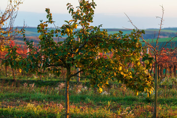 Fototapeta na wymiar Colorful autumn landscape in the vineyard at sunset.