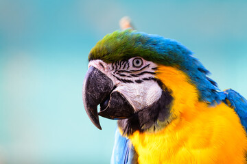 Blue and Yellow Macaw Ara ararauna. Closeup