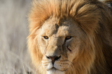 Obraz na płótnie Canvas Portrait of lion at zoo