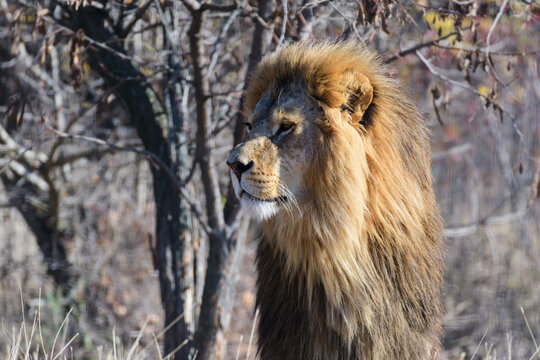 Portrait of lion at zoo