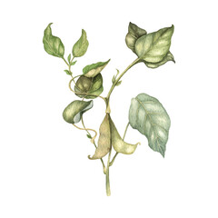 Watercolor illustration of Soya plant with seeds, beans and green leaves. Healthy protein soja vegetable isolated hand drawn.