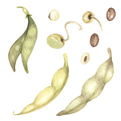 Watercolor illustration of Soya plant with seeds, beans and green leaves. Healthy protein soja vegetable isolated hand drawn.