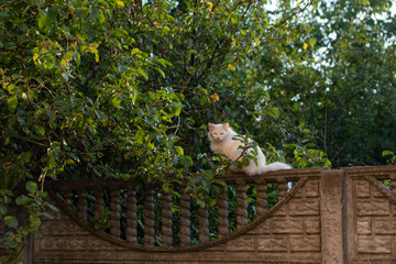 A white fluffy cat on the fence in the garden against the background of a green tree.