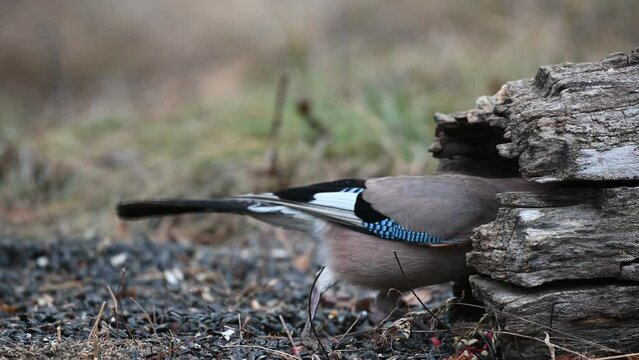 Eurasian jay Garrulus glandarius in the wild. The bird is eating on the feeder.