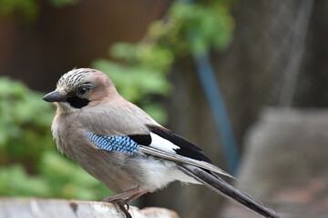 black capped kingfisher