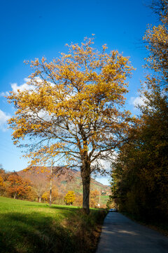 Vizille, Isère, Rhône-Alpes, France, 20 11 2022 photos of autumn landscapes in the park of the castle of Vizille