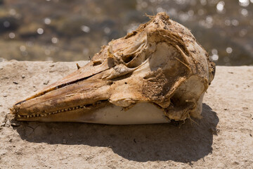 Decomposition of the corpse of a Black Sea dolphin. The skull of a marine mammal. Environmental cataclysm. Death of animals.