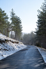 Carretera de montaña que discurre entre en bosque de pinos, en invierno, con los laterales nevados