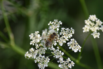 butterfly on a flower