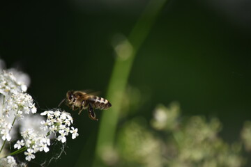 bee on a flower