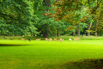 Obraz premium A herd of deer feeding on fresh grass in a green meadow in a wildlife park in Germany