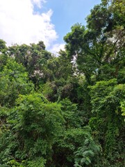 green forest in the morning 