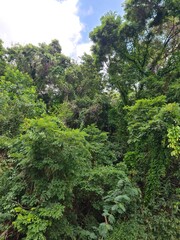 green forest in the morning 