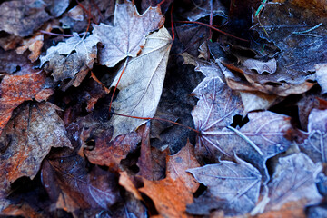 Detailed close up of frozen leaf in winter