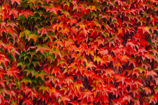 Colorful background made of autumn leaves.