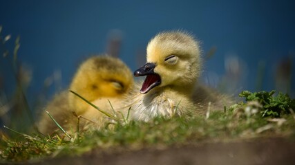Two Young Goslings in Spring
