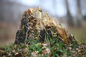 mushrooms in the forest