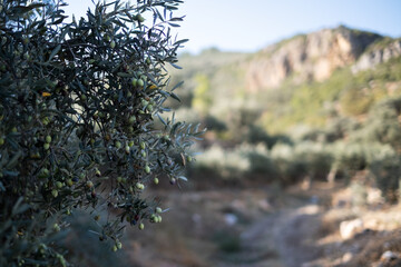 Olive oil trees full of olives in Turkey. Autumn harvest