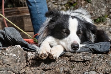 border collie waiting for climbers unter a rock