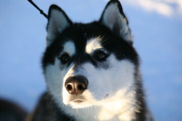 siberian husky portrait