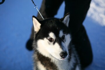 siberian husky puppy