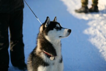 siberian husky dog