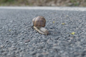 slow snail on an asphalt road