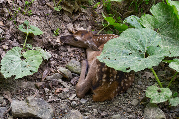 Baby deer under leaves