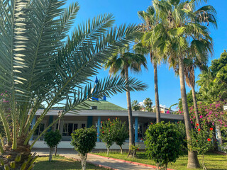 Fototapeta na wymiar Beautiful heavenly palm trees with green large leaves against the background of small houses of buildings of a bungalow hotel in a warm eastern tropical country in the southern resort