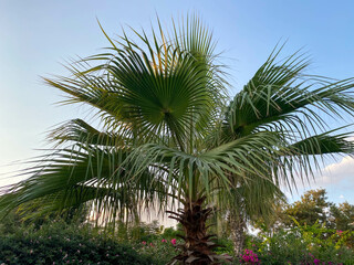 Obraz premium Beautiful palm trees with green fluffy sweeping juicy large leaves against the blue sky in a tourist warm eastern tropical country southern resort. Back background, texture