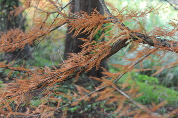 Leaves of bald cypress, swamp cypress, cyprès chauve, cipre, bald cypress, swamp cypress, white cypress, tidewater red cypress, gulf cypress, red cypress tree in autumn or fall in Louisiana, USA