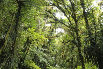 forest in the morning