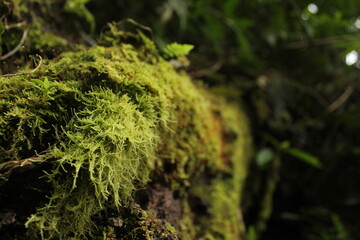 green moss on a tree