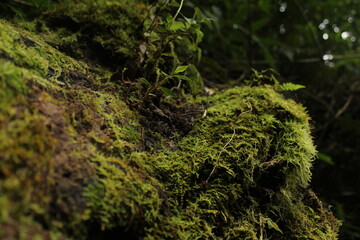 moss on tree