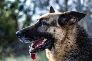 Portrait of a beautiful female german shepherd