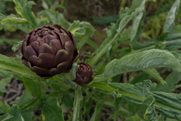 Close-up with space for writing of Purple Artichoke in the fields of Sardinia.
