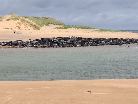 Newburgh Seal Beach, Aberdeenshire