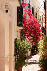 Fototapeta na wymiar Narrow alley with plants and red bougainvillea flowers in the center of the old town of Marbella in Spain.