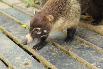racoon in the forest