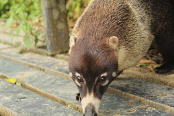 racoon in the forest