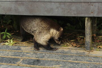 racoon in the forest