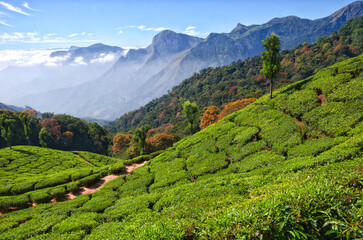 Tea plantation in India. Nature of India.
