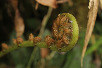 caterpillar on a leaf