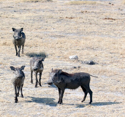 Photo of a common warthog