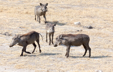 Photo of a common warthog