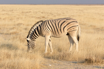 Fototapeta na wymiar A picture of a zebra